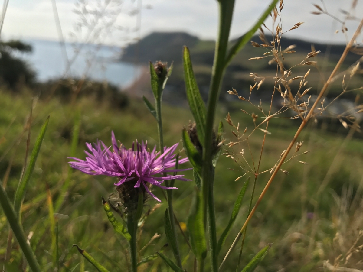 Spotted knapweed