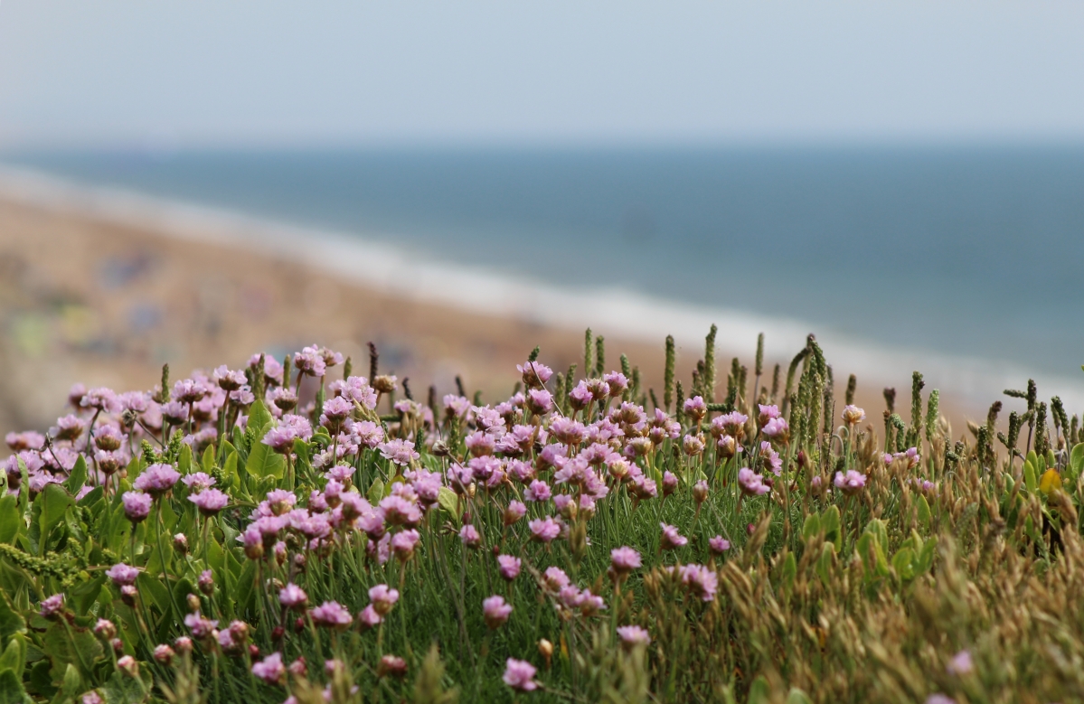 Sea pinks