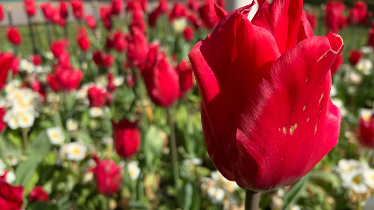 Tulips