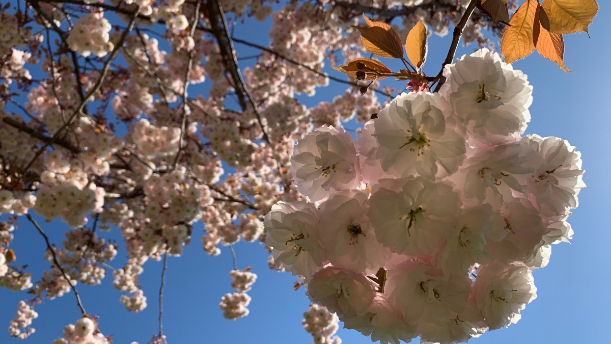 Tree flowers