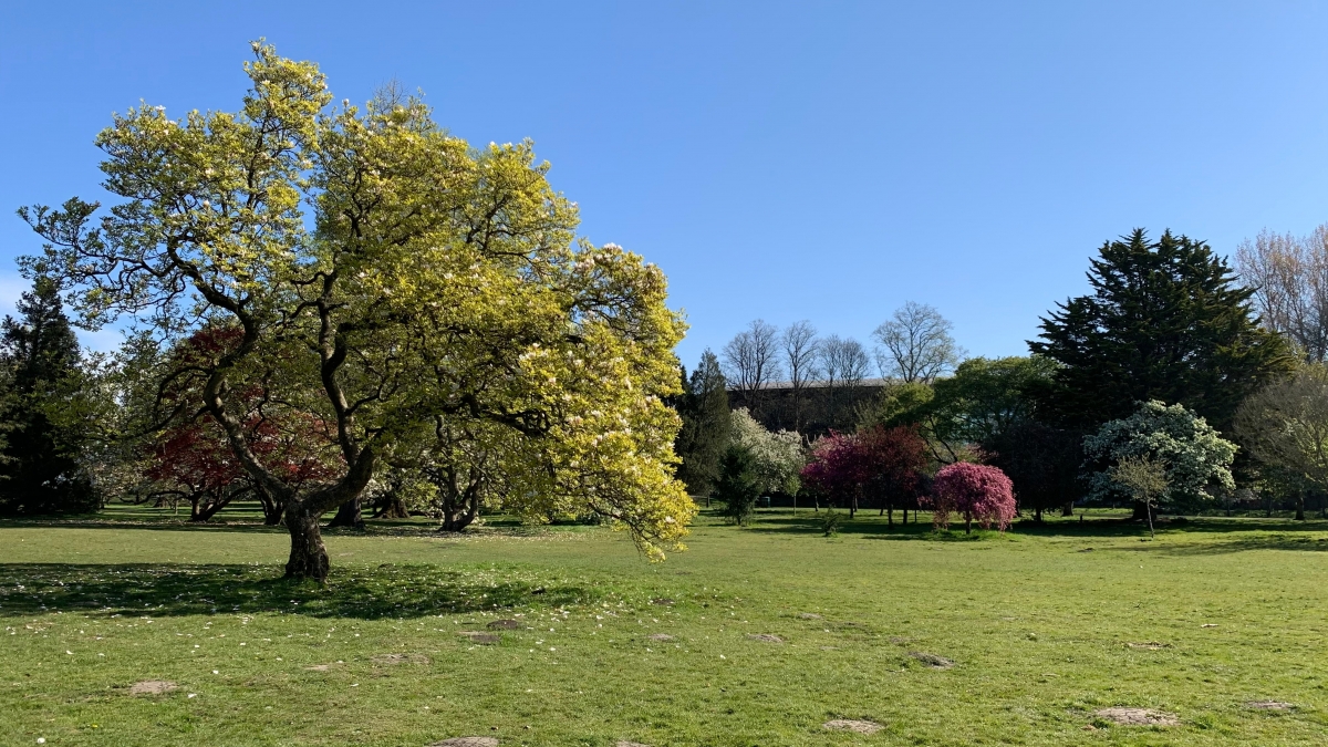 Mongolia tree