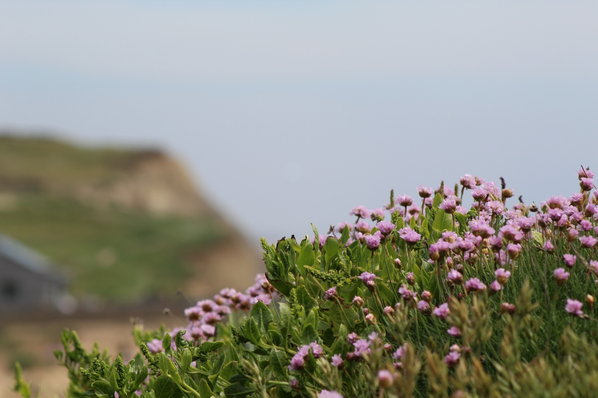 Flowers on Cliffs