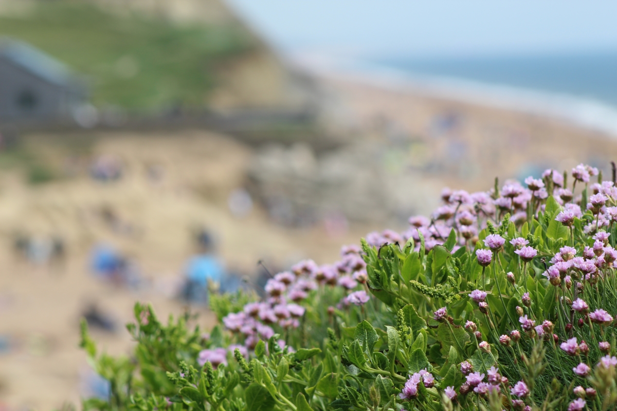 Sea pinks