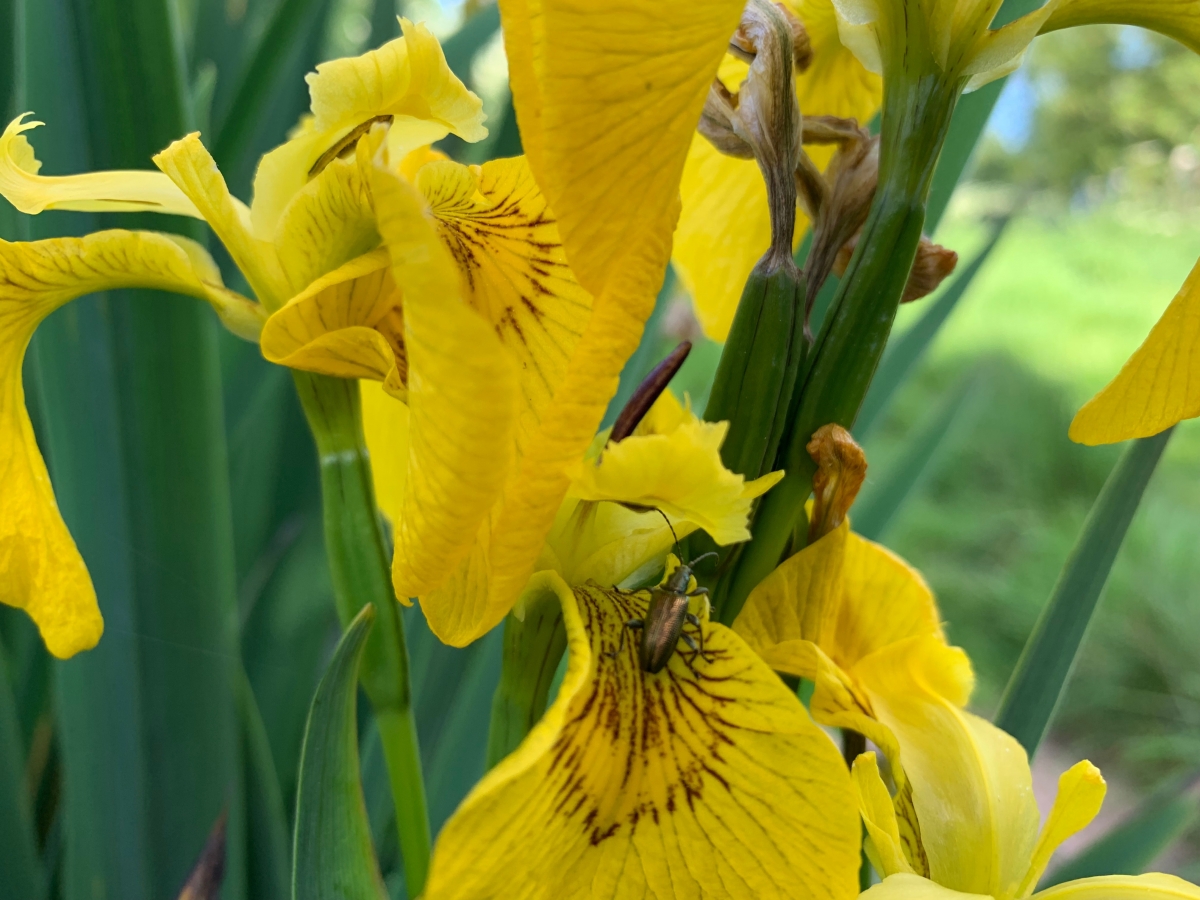 A small bug on a yellow iris