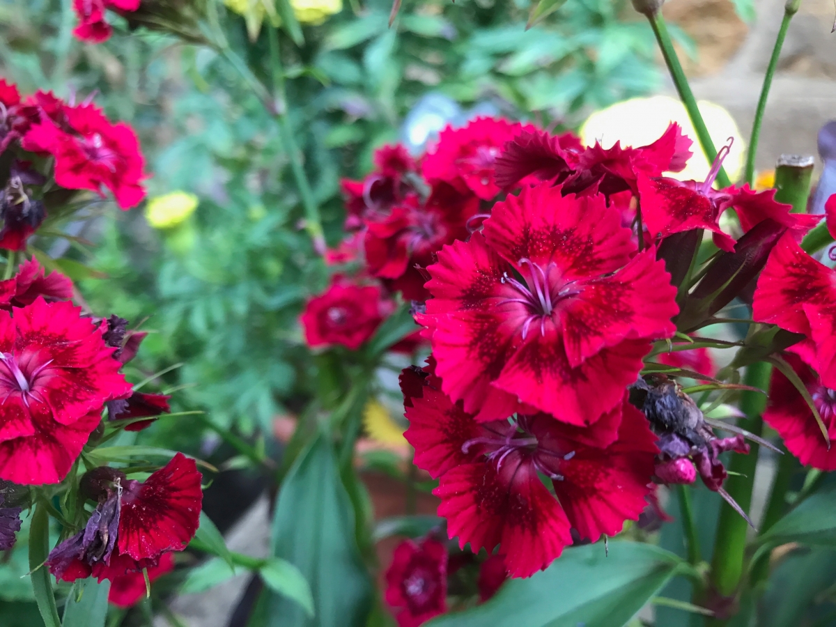 Dianthus