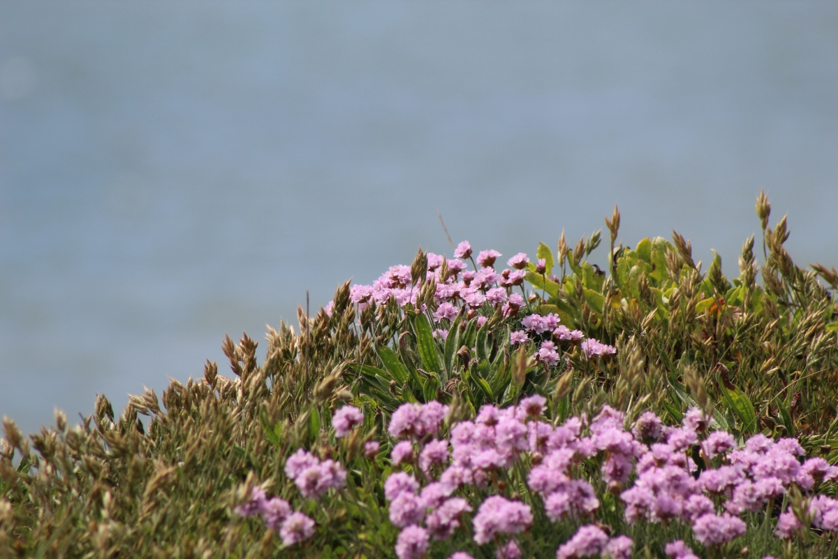 Pink Flowers