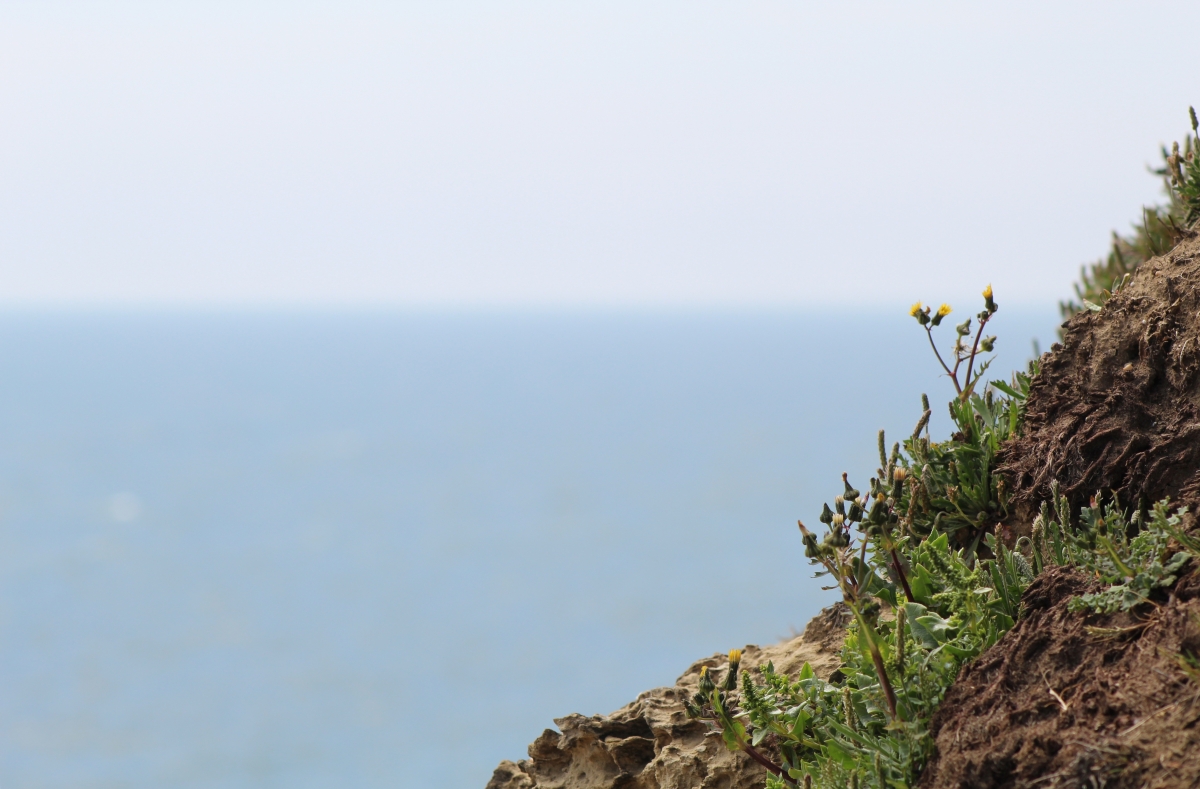 Plants on Cliffs