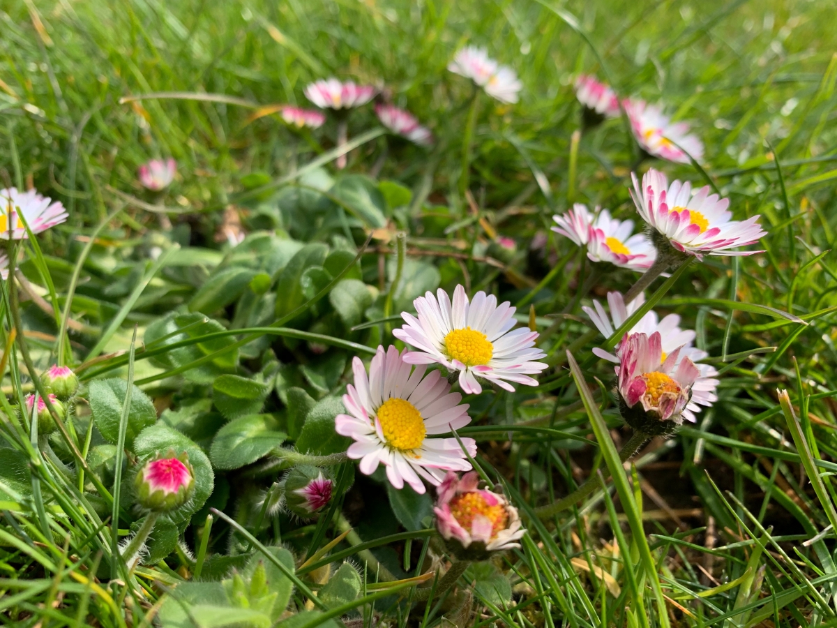 Small flowers in the grass