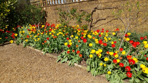 Tulips