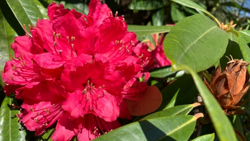 Pacific Rhododendron Flower