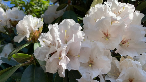 Rhododendron Flower